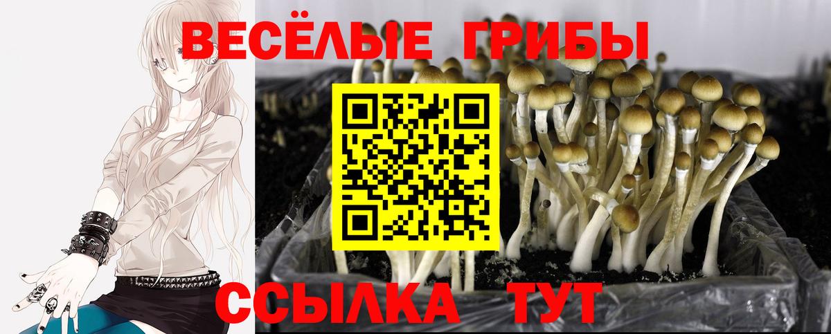 Галлюциногенные грибы мицелий  Вход с VPN  Электрогорск  Псилоцибиновые грибы мицелий 